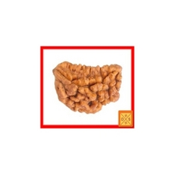 Manufacturers Exporters and Wholesale Suppliers of One Faced Rudraksha Faridabad Haryana